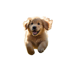Element Isolated Transparent Happy puppy running joyfully in the sunlight. PNG DIE-CUT for advertising
