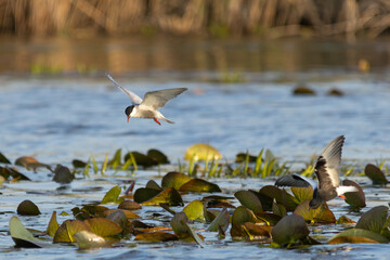 Seeschwalben im Donaudelta