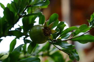 Close up of a young green pomegranate fruit growing on a leafy branch in natural daylight