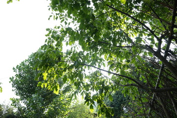 Low angle view of walnut trees forming a leafy canopy against clear sky in mountainous forest....
