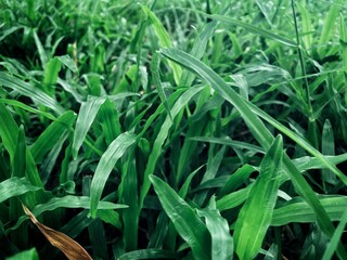 Green vetiver leaves background or texture