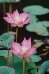A vibrant pink lotus flower blooms amidst green leaves and seed pods in a pond. The lotus...
