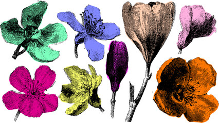 Wildflower and botanical bloom set with detailed petals, stems, and leaves. Colorful vintage vector illustration in isolated style.