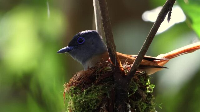 The delicate nest, woven with natural fibers, provides a safe haven for the Asian Paradise Flycatcher in Sabah, Malaysia
