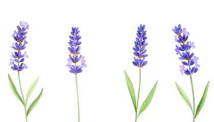 Obraz premium Bright purple lavender field isolated on white background. 