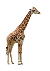 Fototapeta premium Isolated Standing Giraffe with Long Neck Brown Spots Wildlife Mammal