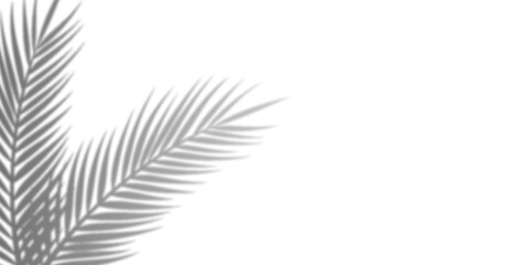 Abstract Gray Feathers on Black Background, Artistic Design