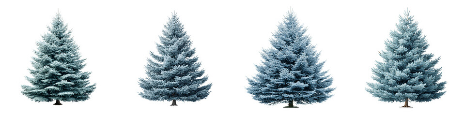 Fototapeta premium Blue Spruce Christmas Trees Isolated on White Background
