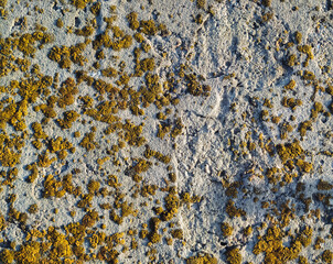 Photo of Old dirty gritty mossed concrete wall close up. Background texture for backdrops or mapping