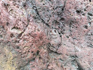 tree bark texture