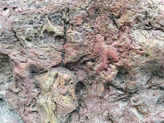 tree bark texture