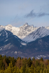 Fototapeta premium Majestic snow-capped mountains rise above lush green forests under a clear blue sky, showcasing the beauty of nature and the grandeur of the wilderness landscape