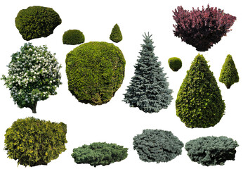 Garden trees and shrubs isolated from the background for creating collages and landscape design schemes