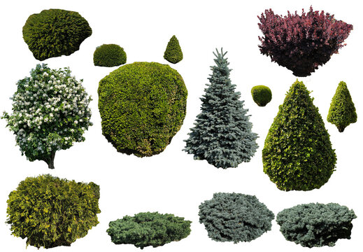 Garden trees and shrubs isolated from the background for creating collages and landscape design schemes