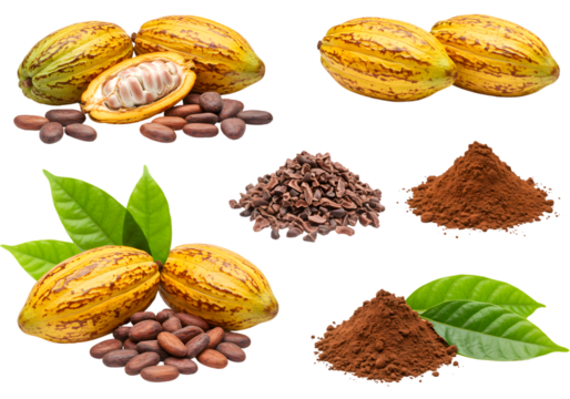 Isolated Still Life of Fresh Cocoa Beans Cacao Powder and Fruits on Transparent Background