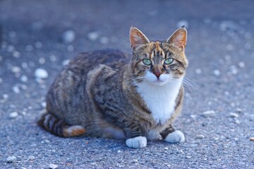 Cute tabby cat sitting outoor and looking curious at camera. Horizontal image with soft focus.	