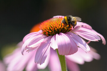 Bee Collecting Pollen