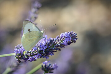 British Cabbage White Butterfly