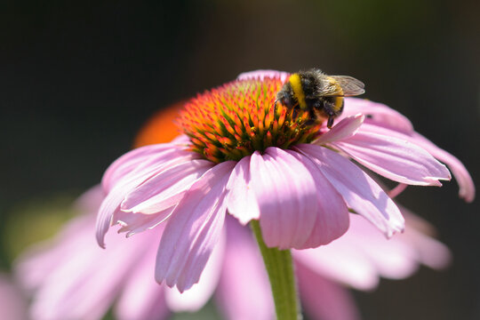 Bee Collecting Pollen