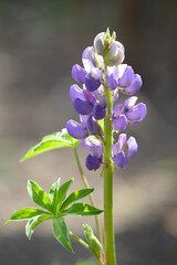 Lupin Flower Head