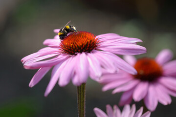 Bee On Echinacea