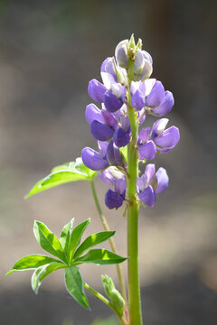 Lupin Flower Head