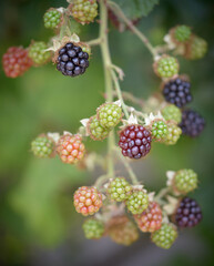 Blackberries Ripening In Hedgerow
