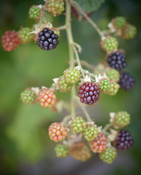 Blackberries Ripening In Hedgerow