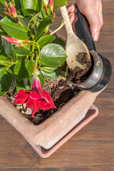Female hands pour coffee grounds into a vase with a plant with beautiful red Mandevilla flowers