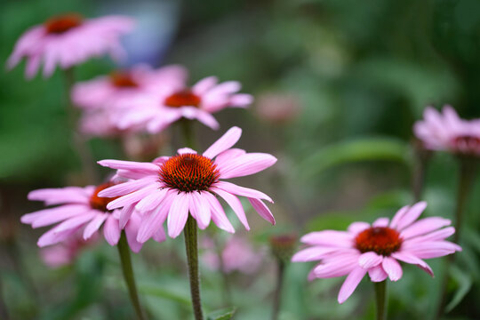 Echinacea Flowers In Full Bloom