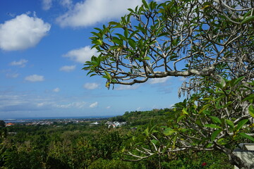 tree and sky