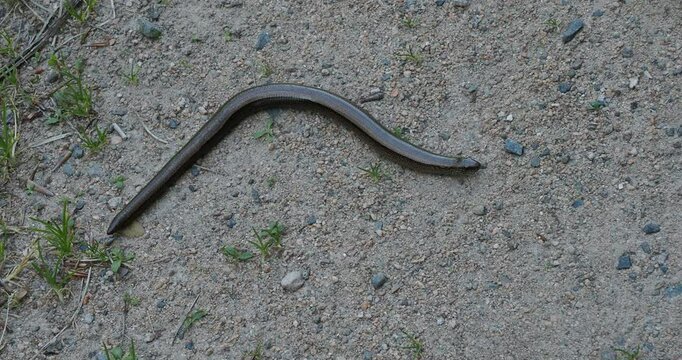 Anguis fragilis | Slow worm - Deaf adder -  Long-cripple - Steelworm - Hazelworm. Legless lizard with copper back, brown sides with irisdescent flecks not often seen in an open habitat

