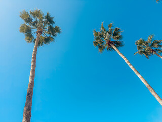 View of tall palm trees with lush green crowns against clear blue sky on a sunny day, symbolizing...