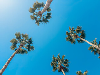 View of tall palm trees with lush green crowns against clear blue sky on a sunny day, symbolizing tropical climate and holiday destination © Katarzyna Ledwoń