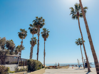 View of tall palm trees with lush green crowns against clear blue sky on a sunny day, symbolizing...