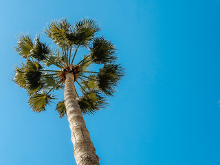 View of tall palm trees with lush green crowns against clear blue sky on a sunny day, symbolizing...