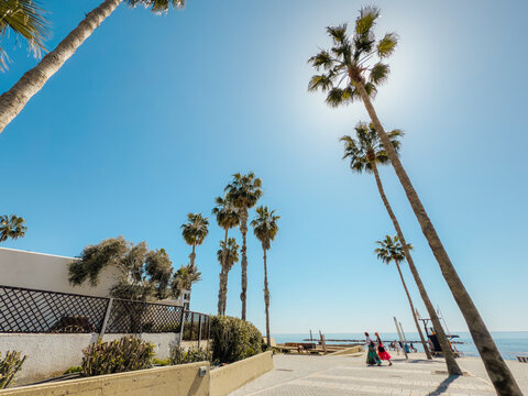View of tall palm trees with lush green crowns against clear blue sky on a sunny day, symbolizing tropical climate and holiday destination