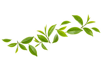 Isolated Background Fresh Green Tea Leaves Branch Foliage Transparent