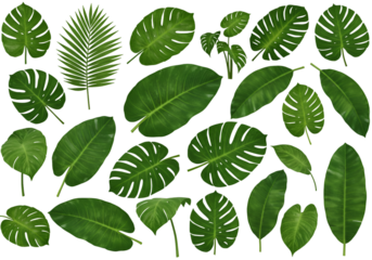 Isolated Background Illustration of Green Tropical Leaves on Black Backdrop