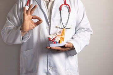 Doctor showing anatomical model of human ear and making ok sign
