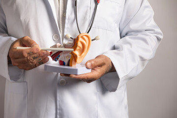 Doctor explaining ear anatomy using anatomical model