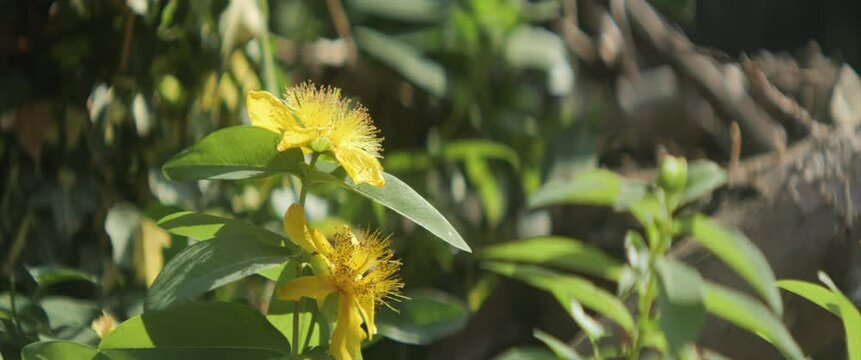Close-up of St. Johns wort plant 4K anamorphic video