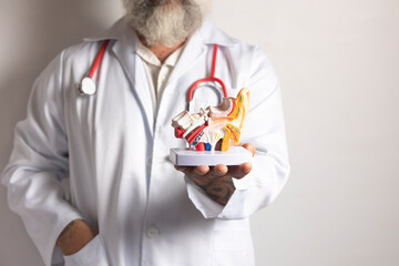 Doctor showing anatomical model of human ear structure