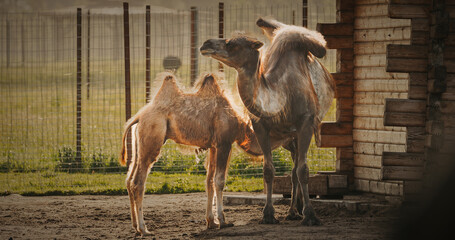 A camel and its calf sharing affectionate moments together. dromedary (Camelus dromedarius), also known as the dromedary camel, Arabian camel and one-humped camel,