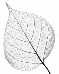 Detailed black and white leaf vein texture close up botanical nature photography foliage art