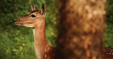 Charming Fallow Deer Or Dama Dama In forest. Silhouette Featuring Natural Beauty