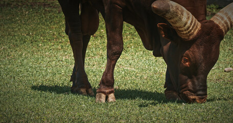 Grazing Cow with Distinctive Horns on Green Grass