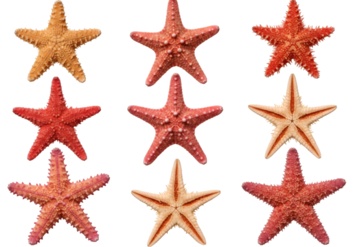 Isolated Background Sea Starfish Collection Orange Red Ocean Life