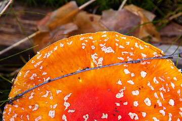 Top view of the classic fly agaric mushroom with orange cap. Amanita muscaria fungus on a forest...