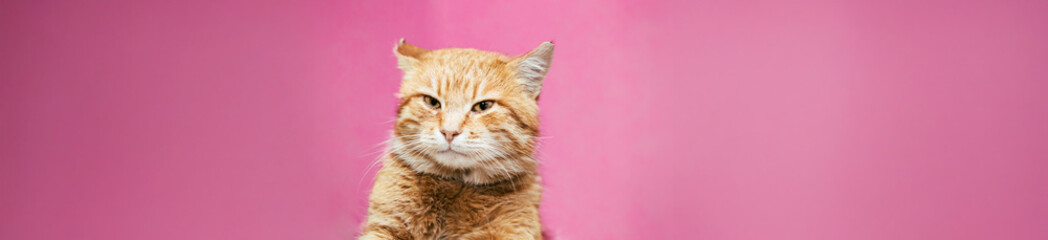 Adorable Cat Posing Against a Vibrant Pink Background